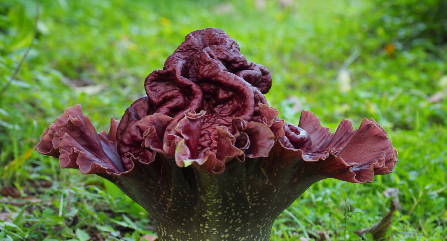 Natural Pharmaceuticals ReduXin Forte Retos augalo, turinčio didelius, bordo-violetinius žiedus su banguotais žiedlapiais ir tvirtą stiebą, artimas vaizdas, augantis žalios žolės fone.